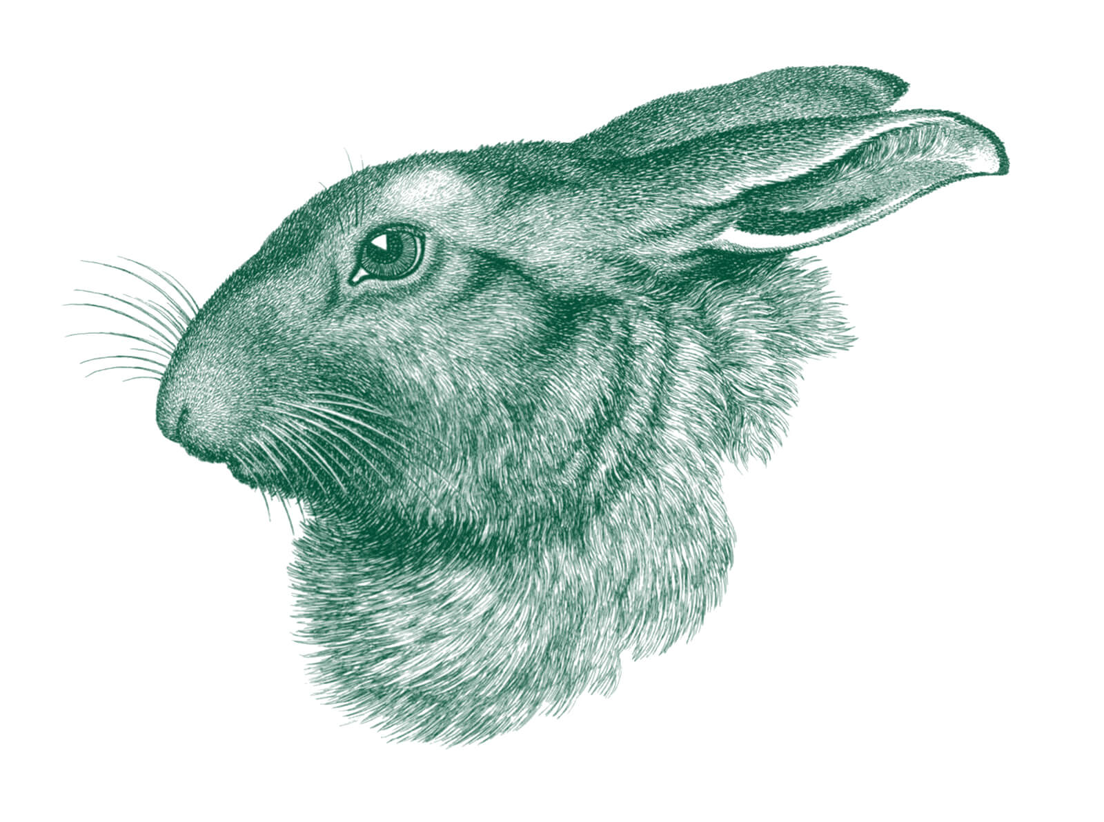 bunny